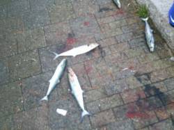 江尻　好調なサゴシを狙って親子でショアジギ…