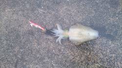 芳養漁港　雨天もワインド、ルアー、エギング…