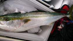 南部　サーフのショアジギングでメジロ70c…