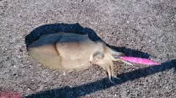 田原港エギングでアオリイカ　朝マズメに連発…