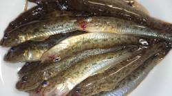 津居山港　チョイ投げでハゼ、アタリも爽快で…