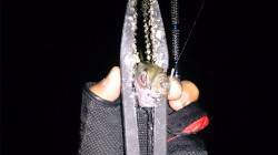 兵庫突堤周辺のアジング　明暗の境目から明る…