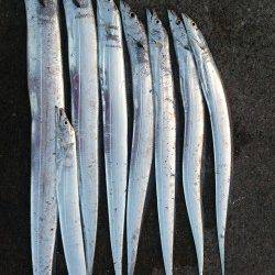 汐見埠頭　タチウオワインド1時間アタリまくり　F4.5強104cmのドラゴン！