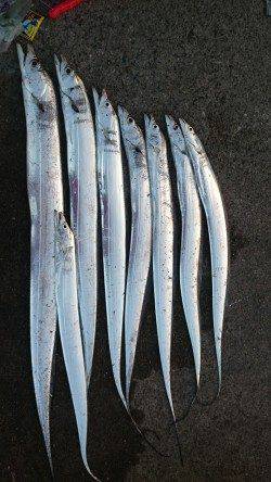 汐見埠頭　タチウオワインド1時間アタリまくり　F4.5強104cmのドラゴン！