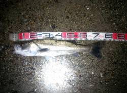 雨後のタイミングで明石川に釣行　73cmの…