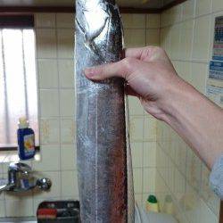 汐見埠頭　タチウオワインド1時間アタリまくり　F4.5強104cmのドラゴン！