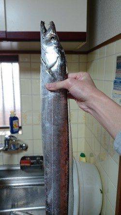 汐見埠頭　タチウオワインド1時間アタリまくり　F4.5強104cmのドラゴン！