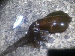 上瀬　自作ヤエンでアオリイカ3バイ☆