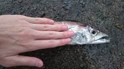 汐見埠頭砂上げ場でのワインド釣行