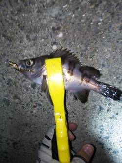 樽井漁港　シャローにはアジが居なくなりメバ…