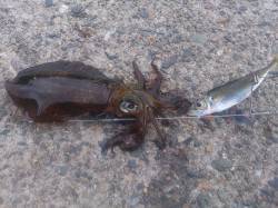 上瀬にてヤエン釣り　少ない当たりを確実にゲ…