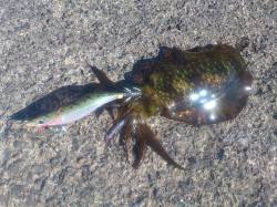 小黒飯にてエギング　サイトで乗せて6パイゲ…