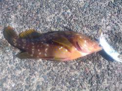 上瀬　ヤエンでアオリイカ3バイのほかアコウ…