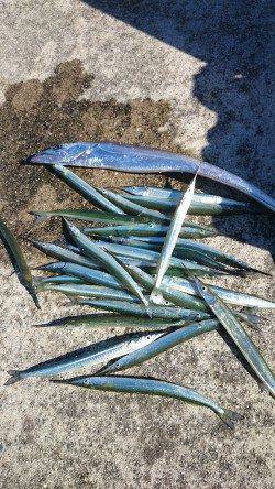 西宮でサヨリ釣り　9時半すぎから1時間半ぐらいの釣行で30匹