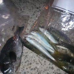 南芦屋浜に釣行　サヨリは断念しズボ釣りでボラ…サビキでアジなど