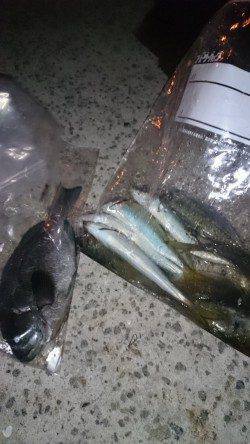 南芦屋浜に釣行　サヨリは断念しズボ釣りでボラ…サビキでアジなど