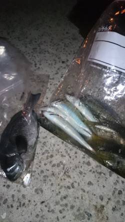 南芦屋浜に釣行　サヨリは断念しズボ釣りでボ…