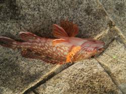 翼港　サビキ＆投げ釣りで五目狙い 中型アジ…