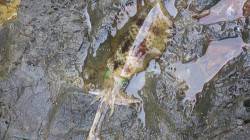 伊根　7時～12時までのエギングでアオリイ…