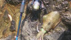 伊根方面朝マズメ＆夕マズメ狙いのエギング釣…