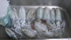 朝マズメはサッパリで2杯　夕マズメはズドン…