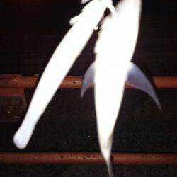 淀川河口周辺　ワインドでだってアジ釣れるんです…☆