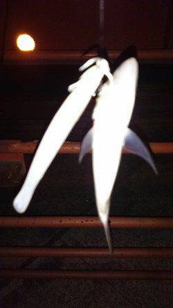 淀川河口周辺　ワインドでだってアジ釣れるんです…☆