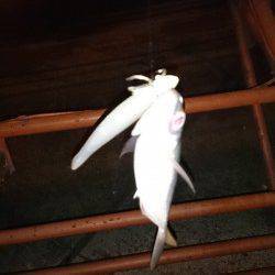 淀川河口周辺　ワインドでだってアジ釣れるんです…☆