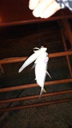 淀川河口周辺　ワインドでだってアジ釣れるんです…☆