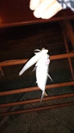 淀川河口周辺　ワインドでだってアジ釣れるん…