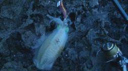 田井周辺　雨の中でのエギングでアオリイカの…