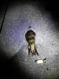 初ヤエンに挑戦！夜まで粘って初アオリGET…