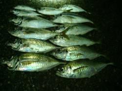 大阪南港　表層のタチウオをかわすアジングで…