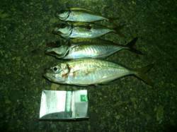 大阪南港アジング　ボトムをスローに誘ってい…