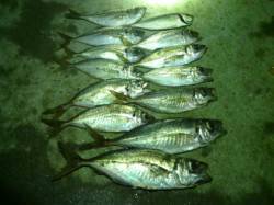 大阪南港アジング　でかアジも釣れました♫