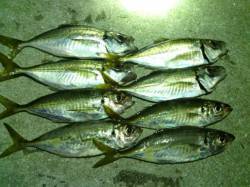 大阪南港アジング　風裏を探して何とか８匹ゲ…