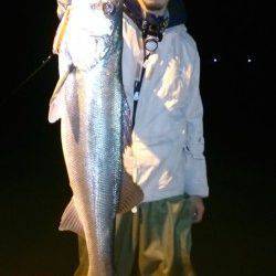 筋肉質で発達した尾びれのランカーシーバス！　in 円山川