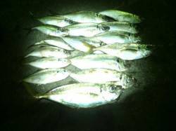 大阪南港アジング　良型24〜29cmをゲッ…