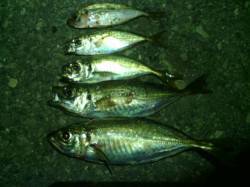 大阪南港アジング　風が強く2ｇのJHに変え…