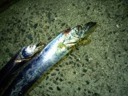 神戸空港アジングで怒涛の連チャン　スカッと…