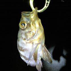 明石港　今シーズン初のボトムメバル状況見て来ました