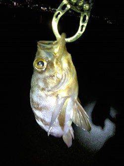 明石港　今シーズン初のボトムメバル状況見て来ました