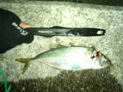 淡路島・野田にて日暮れからアジング入れ食い…