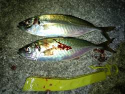 野田　コンディションは厳しめのアジングでア…