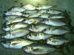 大阪南港　ランガン後のマイポイントでジャン…