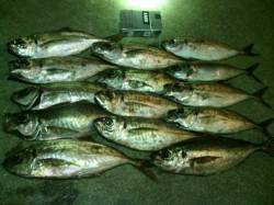 大阪南港アジング　小型はリリースしてデカア…