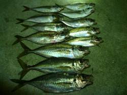 大阪南港アジング　デカアジ掛かり浅くバラシ…