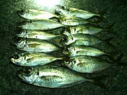 大阪南港　アジングでデカアジ狙いもタチウオ…