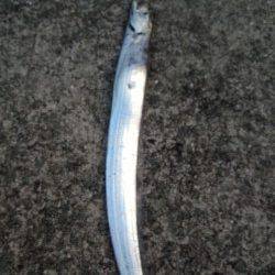 大津川河口高場　早朝の時合のワインドでタチウオ狙いに行ってきました