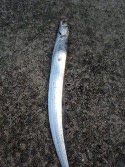 大津川河口高場　早朝の時合のワインドでタチウオ狙いに行ってきました